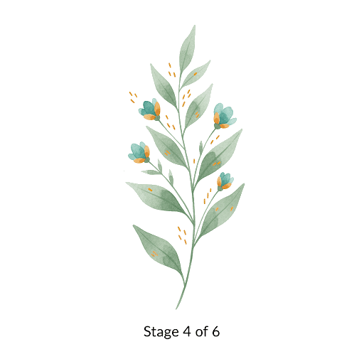 Blooming phase illustration