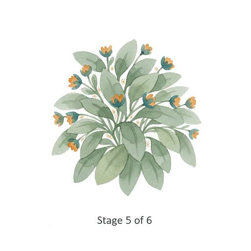 Flourishing phase illustration