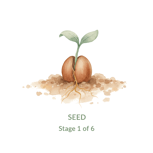Seed phase illustration