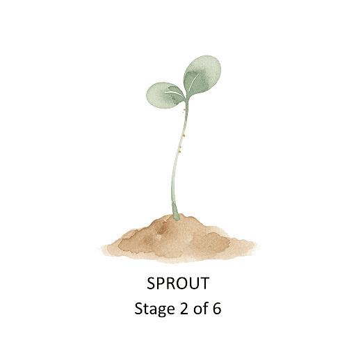Sprout phase illustration